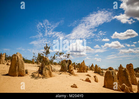 Freiliegende Kalksteinsäulen und Salzbeständig Vegetation an der Pinnacles im Nambung National Park in der Nähe von Cervantes in Western Australia. Die Hoodoos ein Stockfoto