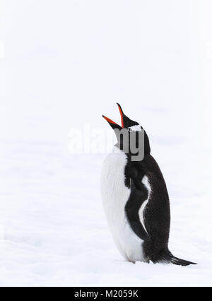 Antarktis Gentoo Pinguin Stockfoto