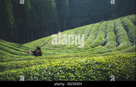 Unter den Pflanzen bei Boseong grüner Tee Tee Plantage, Südkorea Stockfoto