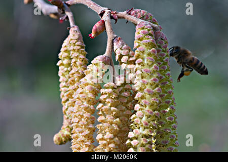 Honig Biene auf hazel Baum Blume in der Toskana, Italien Stockfoto