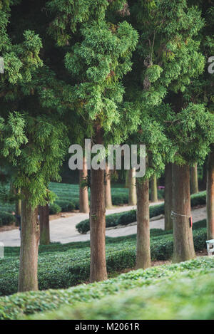 Unter den Pflanzen bei Boseong grüner Tee Tee Plantage, Südkorea Stockfoto