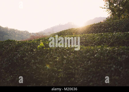 Unter den Pflanzen bei Boseong grüner Tee Tee Plantage, Südkorea Stockfoto