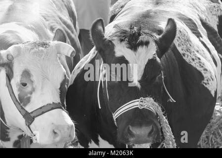 Kühe an Ostern Markt in Schagen Niederlande Stockfoto