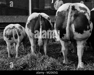 Kühe an Ostern Markt in Schagen Niederlande Stockfoto