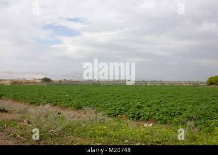 Farm- und Gemüsegärten und Gewächshäuser in der Nähe des Toten Meeres Stockfoto