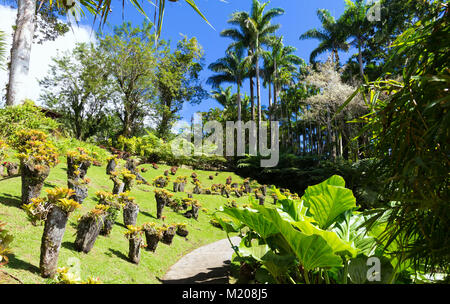 Der Garten von Balata. Der balata ist ein botanischer Garten auf der Route de Balata ca. 10 km ausserhalb von Fort-de-France, Martinique, Frankreich. Stockfoto