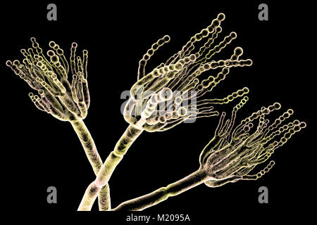 Schimmel Penicillium. Computer Abbildung eines Penicillium sp. Pilz. Spezielle Threads, genannt conidiophores, gesehen werden. Trauben von Sporen und konidien genannt, sind der Pilzinfektionen reproduktive Einheiten. Das Antibiotikum Penicillin ist von bestimmten Arten von Penicillium Pilzen gewonnen. Andere Arten werden in der Gärung von Käse verwendet wird. Stockfoto