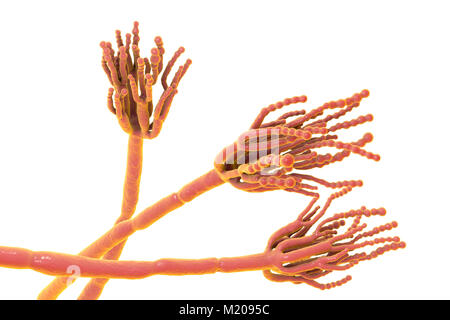 Schimmel Penicillium. Computer Abbildung eines Penicillium sp. Pilz. Spezielle Threads, genannt conidiophores, gesehen werden. Trauben von Sporen und konidien genannt, sind der Pilzinfektionen reproduktive Einheiten. Das Antibiotikum Penicillin ist von bestimmten Arten von Penicillium Pilzen gewonnen. Andere Arten werden in der Gärung von Käse verwendet wird. Stockfoto