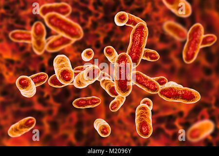 Tannerella forsythia Bakterien, computer Abbildung. Dieses anaerobe Gram-negative stäbchenförmige Bakterium wurde zuvor als Bacteroides forsythus und Tannerella forsythensis. Es hat in Atherosklerotischen Läsionen identifiziert, ist bei periodontalen Krankheiten und bakterielle Vaginose verwickelt. Ihre Präsenz in den Mund wurde mit einem erhöhten Risiko für die Entstehung von Ösophagusulzera Krebs verbunden. Stockfoto