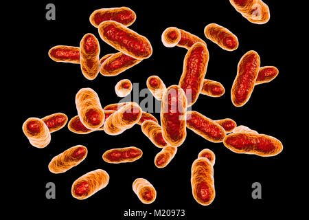 Tannerella forsythia Bakterien, computer Abbildung. Dieses anaerobe Gram-negative stäbchenförmige Bakterium wurde zuvor als Bacteroides forsythus und Tannerella forsythensis. Es hat in Atherosklerotischen Läsionen identifiziert, ist bei periodontalen Krankheiten und bakterielle Vaginose verwickelt. Ihre Präsenz in den Mund wurde mit einem erhöhten Risiko für die Entstehung von Ösophagusulzera Krebs verbunden. Stockfoto