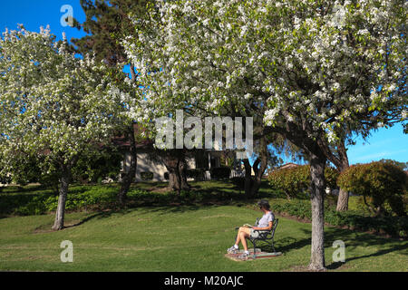 Frau draußen auf eine Bank unter einem schönen blühenden weißen ornamentalen Birnbaum im Garten in der Sonne zu sitzen, mit grünem Gras, blauer Himmel, entspannend. Stockfoto