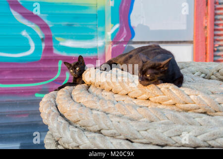Schwarze Mutter Katze und Baby Katzen legt auf Seil Stockfoto