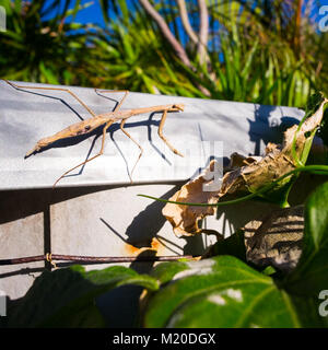 Große Gottesanbeterin auf 2,25" Zaun Begrenzung in meinem Garten Sinagra, Perth, Western Australia Stockfoto