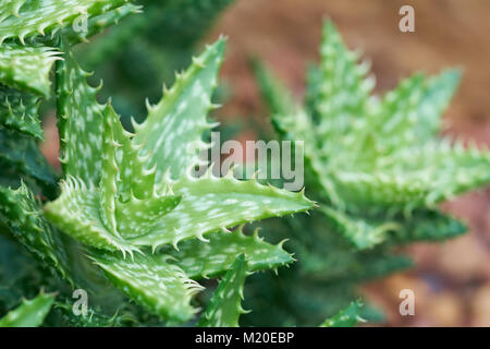 Aloe vera- oder Star Cactus (Aloe barbadensis Mill) Jelly Aloe Vera Blätter enthalten viele Chemikalien. Aloe vera oder Schleim der Aloe Vera behandelt Verbrennungen, heiße w Stockfoto