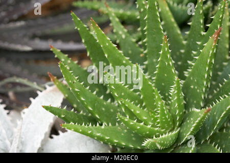 Aloe vera- oder Star Cactus (Aloe barbadensis Mill) Jelly Aloe Vera Blätter enthalten viele Chemikalien. Aloe vera oder Schleim der Aloe Vera behandelt Verbrennungen, heiße w Stockfoto