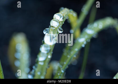 Frische grüne Gras mit Tautropfen am Morgen. Schwarzer Hintergrund Stockfoto