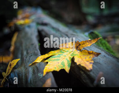 Lebendige Gelb Herbst Blatt Festlegung auf eine nasse, unscharf Baum Stockfoto