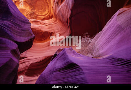 Eine intime Szene am Antelope Canyon (TUMBLEWEED) Stockfoto