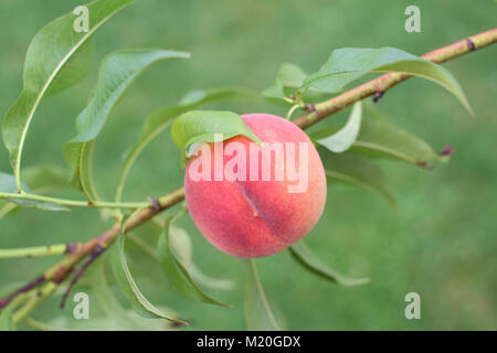Red Peach Obst auf einem Zweig Reif Stockfoto