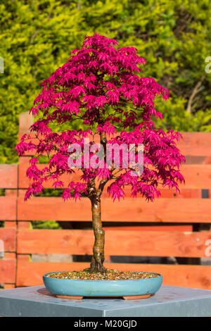 Ein Muster Acer palmatum Deshojo informellen aufrechter Bonsai mit lebendigen Frühling Farbe in einer dekorativen glasiert oval Topf Stockfoto