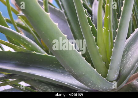 Eine gesunde Aloe vera closeup Schuß Stockfoto