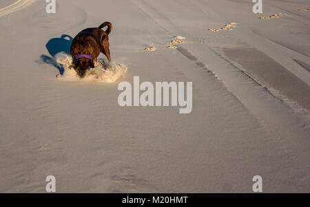 Der Hund jagte die Kugel und hat gerade mit ihm gefangen. Er rutschte zu einem Stillstand in den Sand. Stockfoto