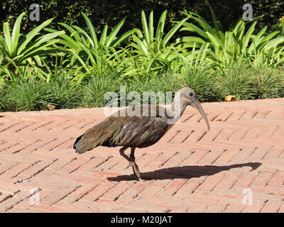 Die hadada oder hadeda Ibis (Bostrychia Hagedash) Stockfoto