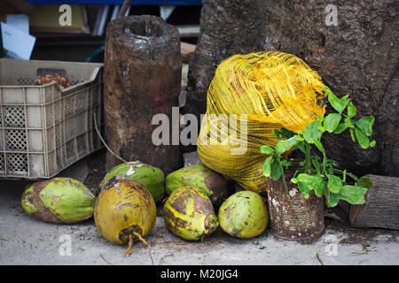 Kokosnuss Früchte Kuba Stockfoto