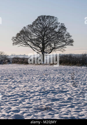 Ein blättriger Baum, der auf schneebedecktem Feld in Staffordshire England steht Stockfoto