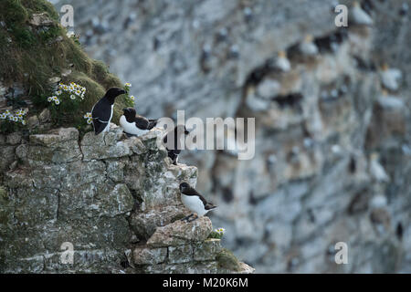 Close-up von 4 Erwachsenen tordalken auf flachen, schmalen Felsvorsprüngen in einer felsigen, Kreidefelsen - Bempton Cliffs RSPB Reservat, East Yorkshire, England sitzen. Stockfoto