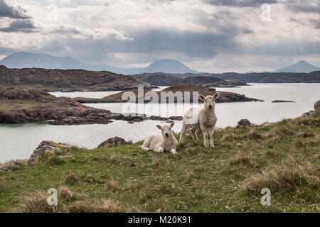 Lämmer in der Nähe von Strand und bin Polin Meallan, Polin, Sutherland, Schottland. UK. Stockfoto