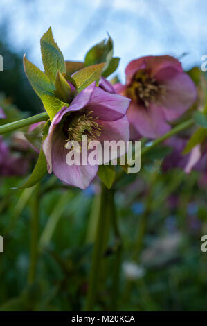 Helleborus orientalis rosa Rose Lenten Hellebore Winter Frühling blühende Staude Stockfoto