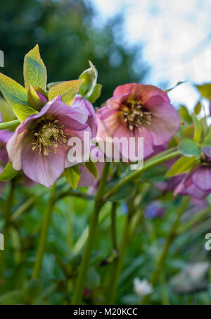 Helleborus orientalis Hybridus rosa Rose Lenten Hellebore Winter Frühling blühenden Stauden. Stockfoto