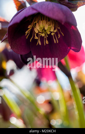 Helleborus orientalis Hybridus dunkel rosa Rose Lenten Hellebore Winter Frühling blühende Staude Stockfoto