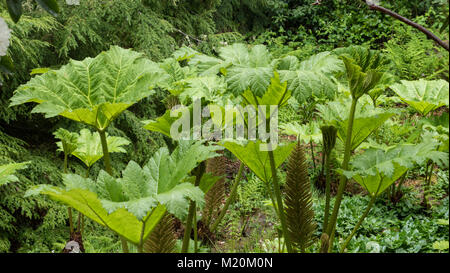 Gunnera manicata an inverewe Gardens, Poolewe, Wester Ross, Schottland. UK. Stockfoto