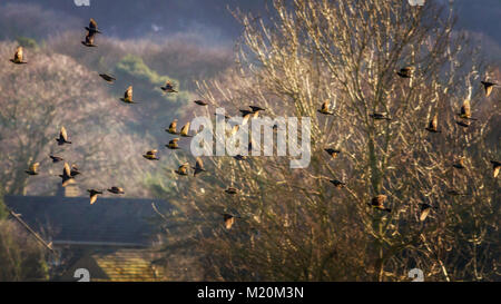 UK Wildlife: Gemischte Herde von gemeinsamen Stare (Sturnus vulgaris) und fieldfares (Turdus pilaris) im Flug, Roaming die Landschaft Stockfoto