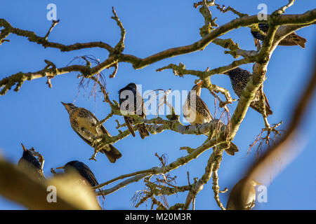 UK Wildlife: Gemischte Herde von gemeinsamen Stare (Sturnus vulgaris) und fieldfares (Turdus pilaris) in einem Baum gehockt Stockfoto