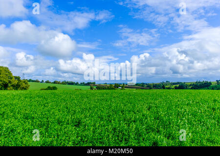 Luzerner Feld im Sommer in der Landschaft von Orne, Normandie, Frankreich Stockfoto