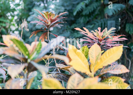 Croton mit pustrous Blätter im Garten Stockfoto