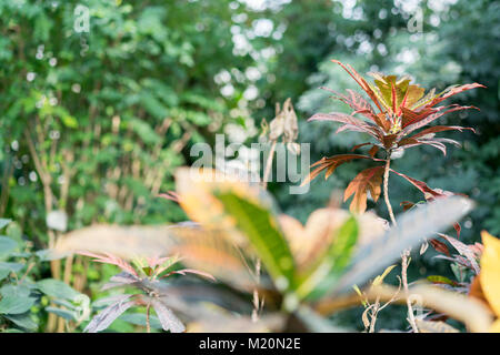 Croton mit pustrous Blätter im Garten Stockfoto