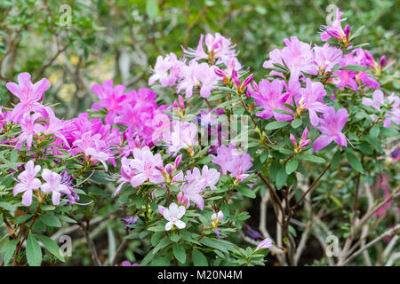 Big Pink Azalee Busch im Garten. Jahreszeit blühende Azaleen. Stockfoto