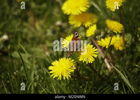 Tagpfauenauge auf Löwenzahn Blumen Stockfoto