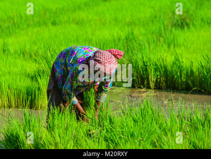 Eine Giang, Vietnam - Sep 2, 2017. Eine Frau, die Arbeiten am Reisfeld in einem Giang, Vietnam. Eine Giang liegt im Mekong Delta, im südwestlichen Teil von entfernt Stockfoto