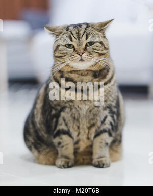 Lustige fette Katze sitzend braun Cat spielt locker Stockfoto