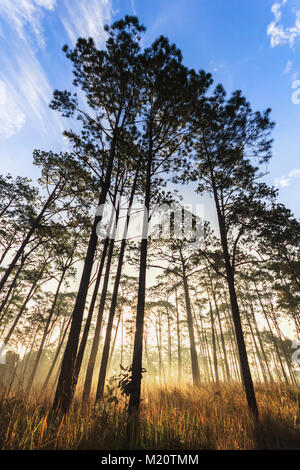 Herbst-Herbst Landschaft nebligen Morgen im Pinienwald Stockfoto