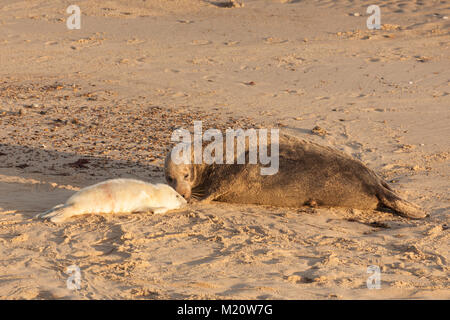 Große weibliche Dichtung Nase an Nase mit Baby seal Pup am Strand in Großbritannien bei Sonnenaufgang. Horsey Lücke in Norfolk Stockfoto