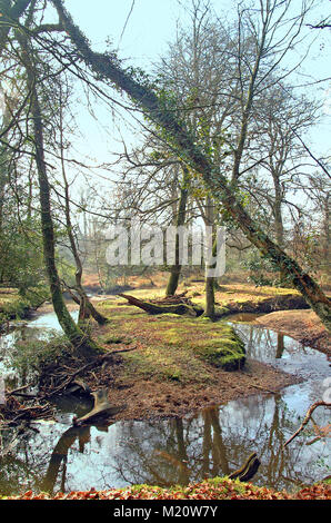 Wicklung New Forest Stream im Winter, Hampshire, England Stockfoto