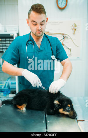 Tierarzt gibt eine Injektion zu dem Hund, tierärztliche Klinik. Tierarzt, Arzt, Behandlung, einem kranken Hund Stockfoto