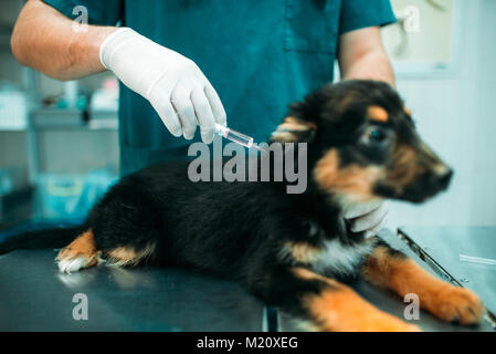 Männliche Specialist ermöglicht eine Injektion zu dem Hund, tierärztliche Klinik. Tierarzt, Arzt, Behandlung, einem kranken Hund Stockfoto