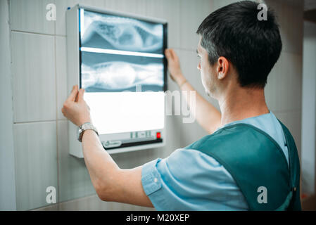 Tierärztin sieht sich die x-ray von den Hund, tierärztliche Klinik. Tierarzt, Arzt, Behandlung, einem kranken Hund Stockfoto